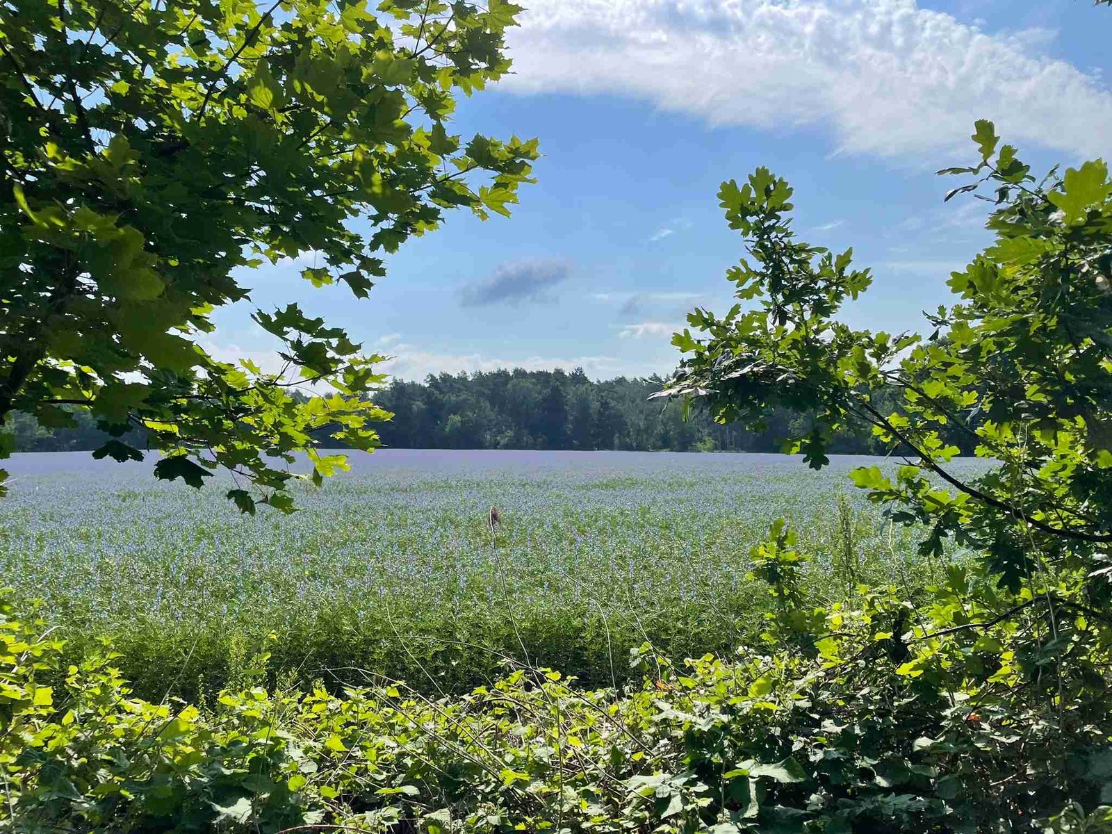 Blühende Landschaft in Schönerlinde